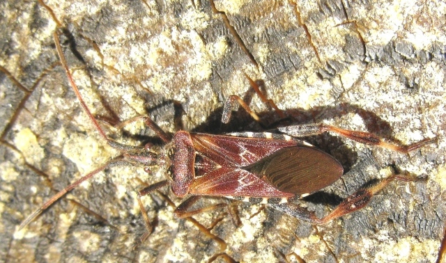 Reduvidae...No.  Leptoglossus occidentalis