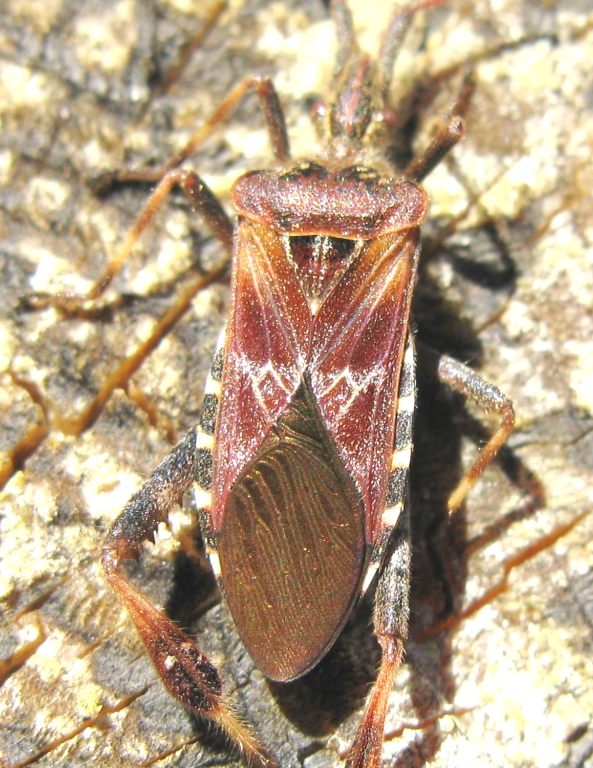 Reduvidae...No.  Leptoglossus occidentalis