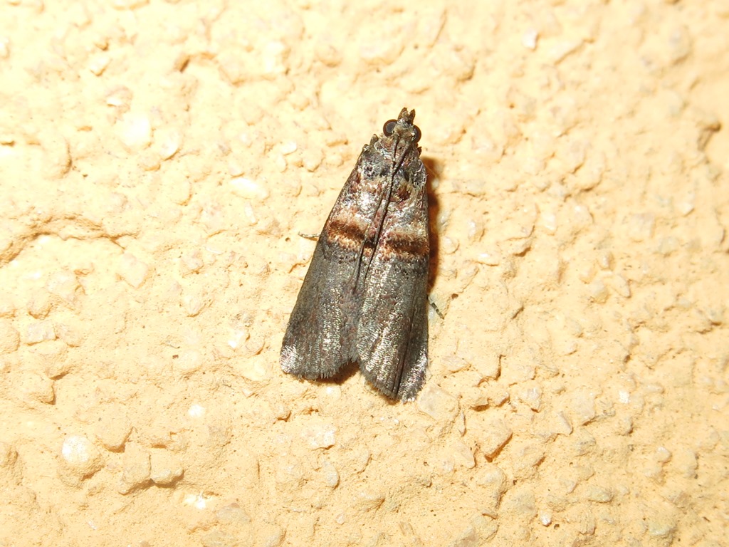 Pyralidae - Acrobasis tumidana