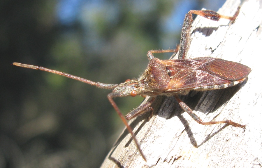 Reduvidae...No.  Leptoglossus occidentalis