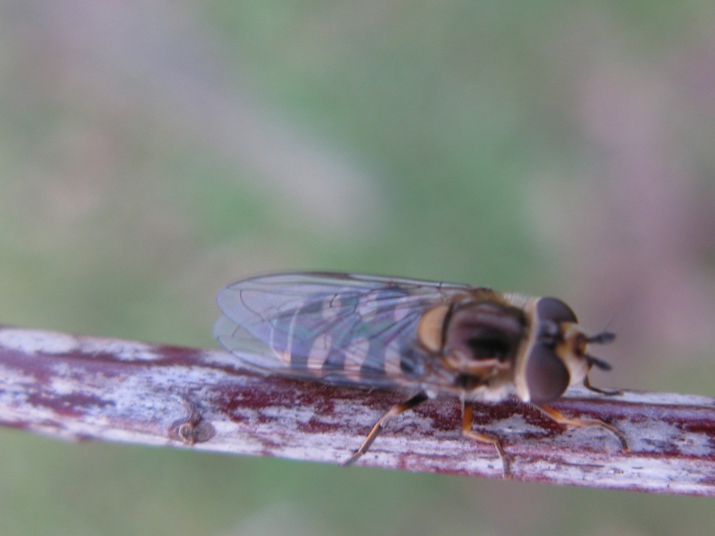 Syrphidae da determinare?