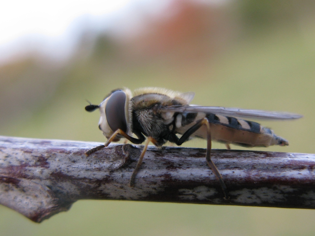 Syrphidae da determinare?