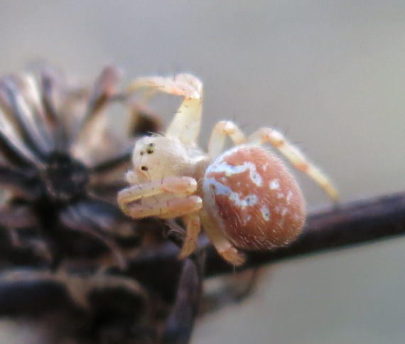 Araniella displicata - Acquapendente (VT)