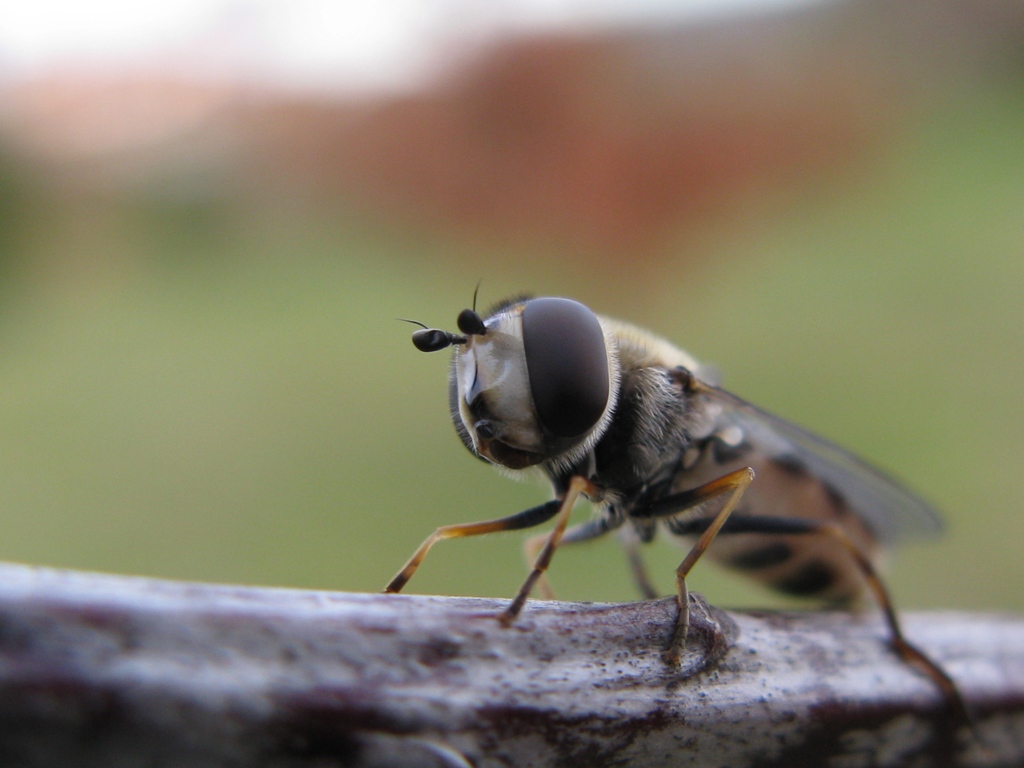 Syrphidae da determinare?