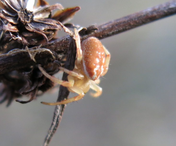 Araniella displicata - Acquapendente (VT)