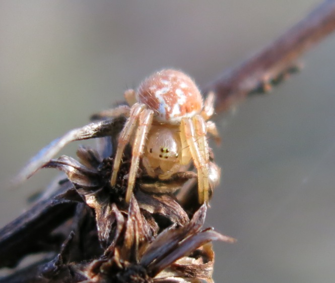 Araniella displicata - Acquapendente (VT)