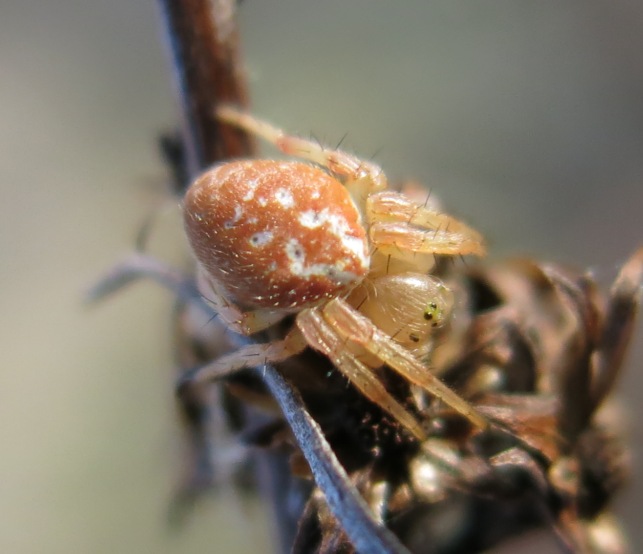 Araniella displicata - Acquapendente (VT)