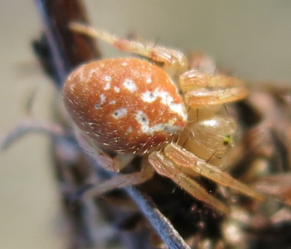 Araniella displicata - Acquapendente (VT)