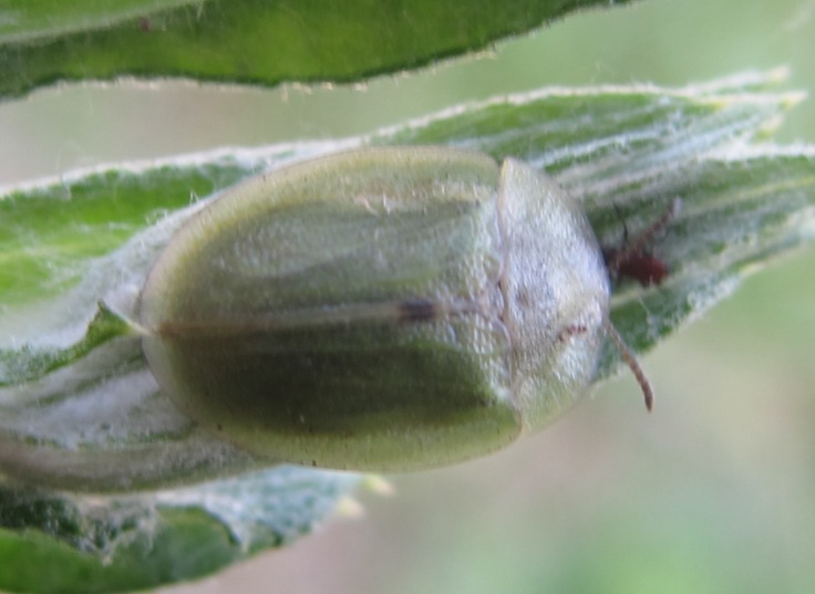 Chrysomelidae - Cassida rubiginosa ?