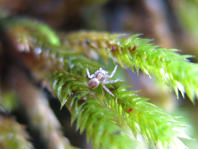 Philodromus sp. - Acquapendente (VT)