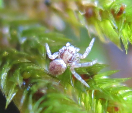 Philodromus sp. - Acquapendente (VT)