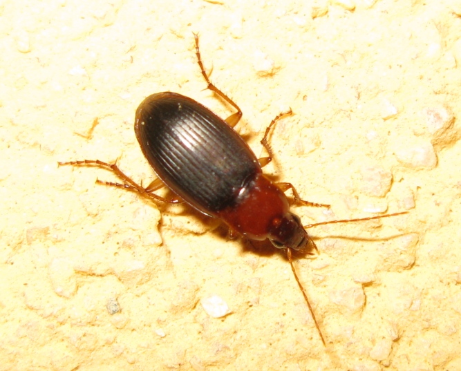 Carabidae da determinare ? Calathus cinctus