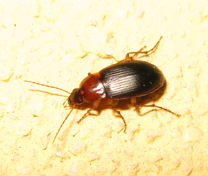 Carabidae da determinare ? Calathus cinctus