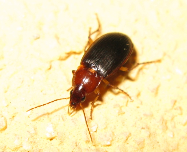 Carabidae da determinare ? Calathus cinctus