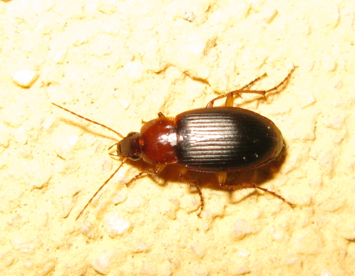 Carabidae da determinare ? Calathus cinctus