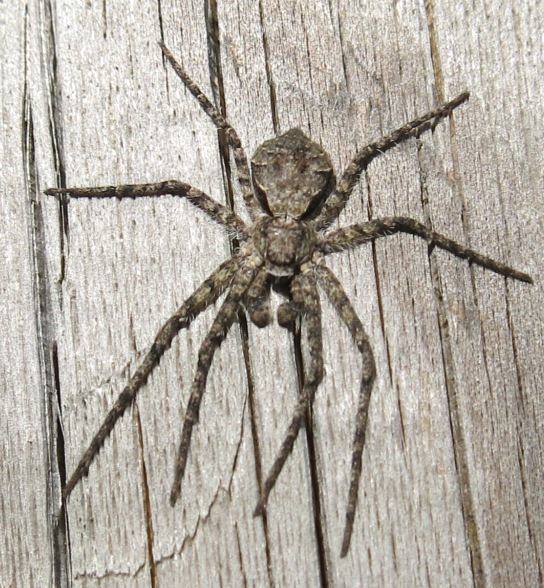 maschio di Philodromus margaritatus - Acquapendente (VT)