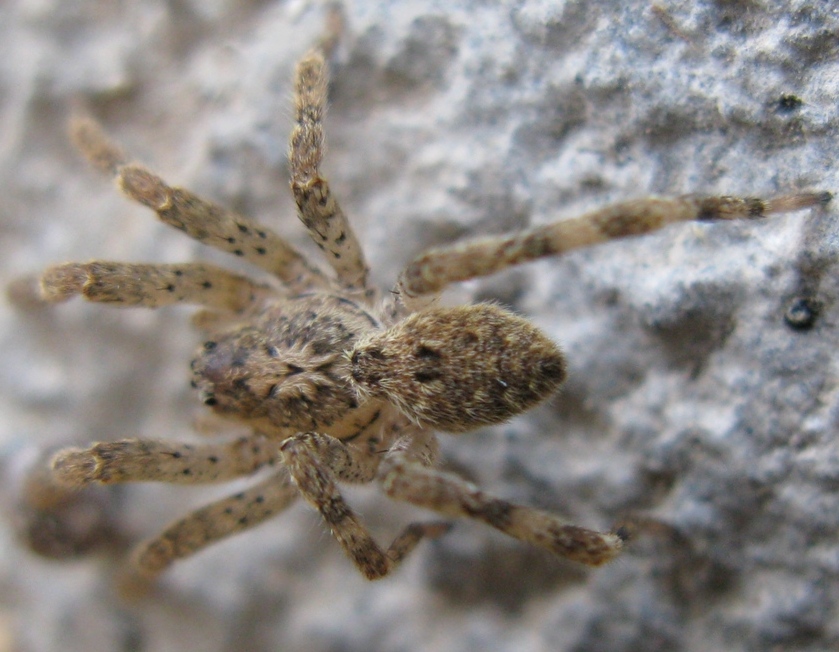 Zoropsis cf. spinimana - Acquapendente (VT)