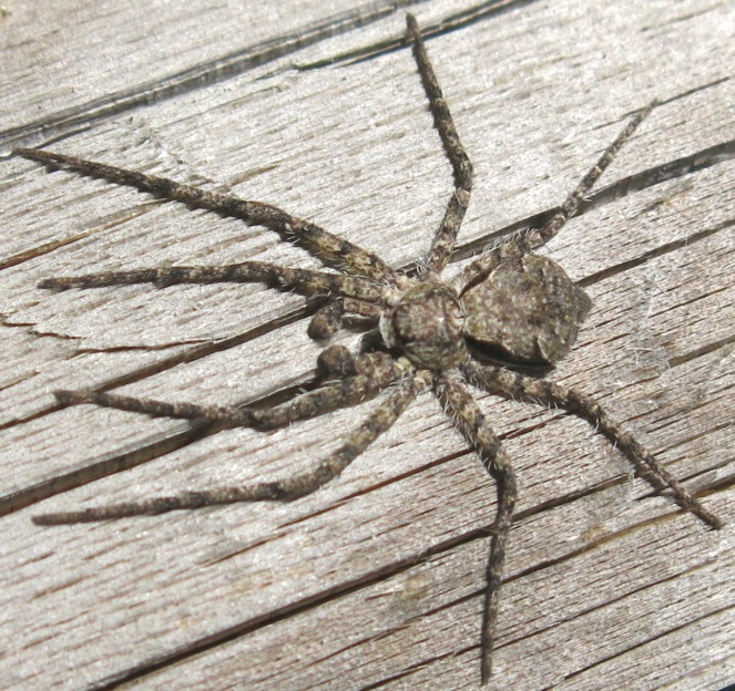 maschio di Philodromus margaritatus - Acquapendente (VT)