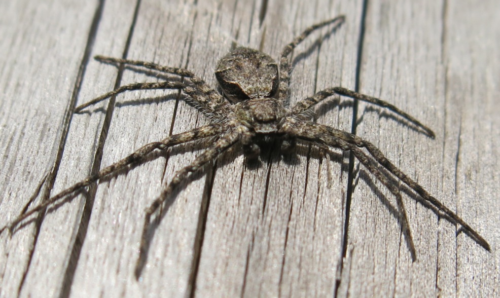 maschio di Philodromus margaritatus - Acquapendente (VT)