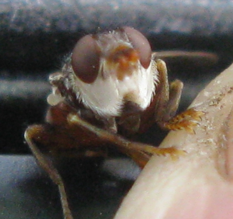 Conopidae: Myopa cfr testacea