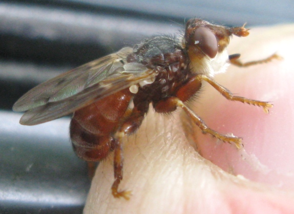 Conopidae: Myopa cfr testacea