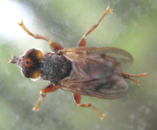 Conopidae: Myopa cfr testacea