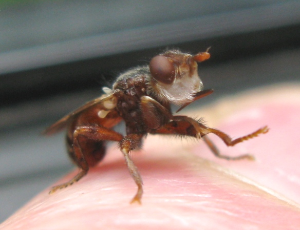 Conopidae: Myopa cfr testacea