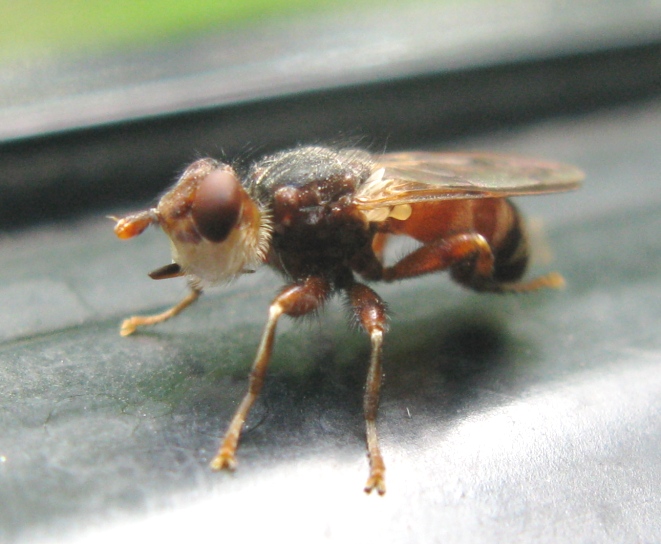 Conopidae: Myopa cfr testacea