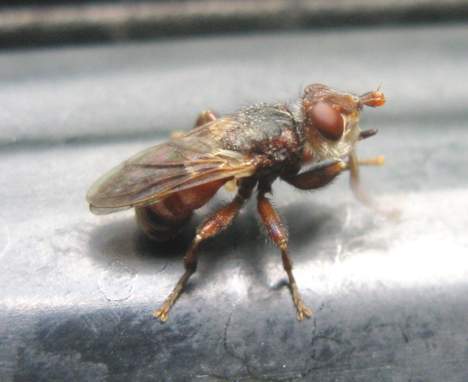 Conopidae: Myopa cfr testacea