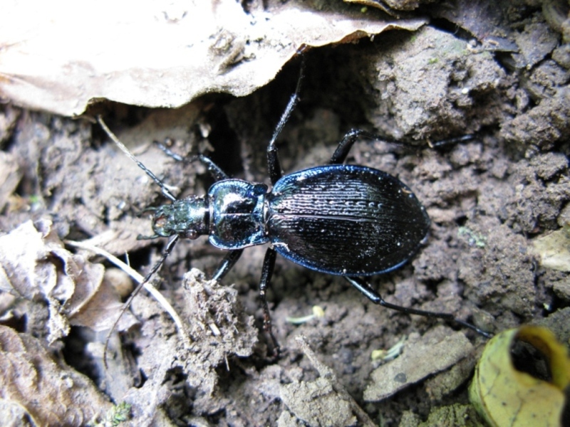 Carabus lefebvrei bayardi