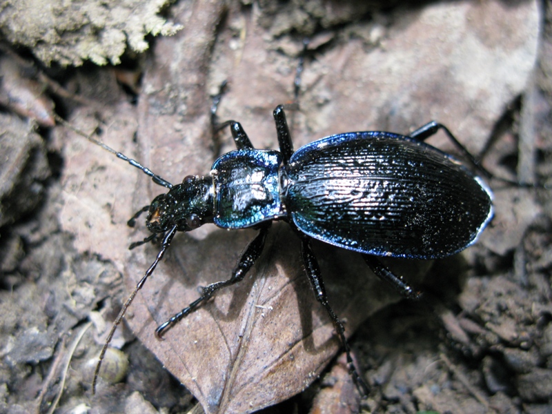 Carabus lefebvrei bayardi