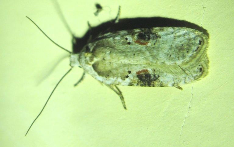 Elachistidae - Agonopterix alstromeriana ?