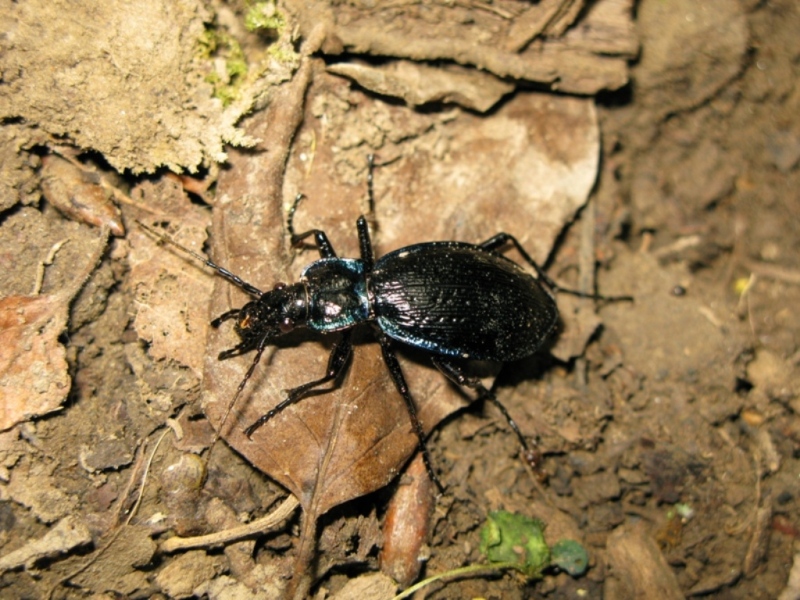 Carabus lefebvrei bayardi