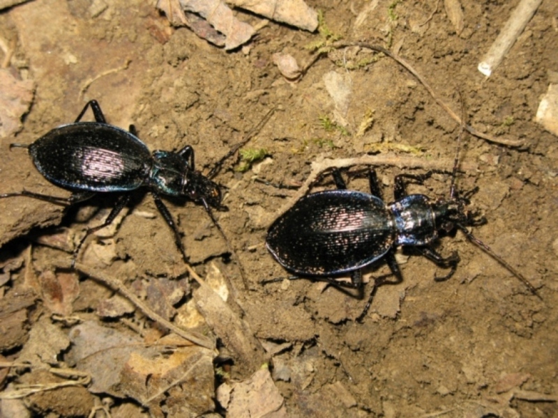 Carabus lefebvrei bayardi