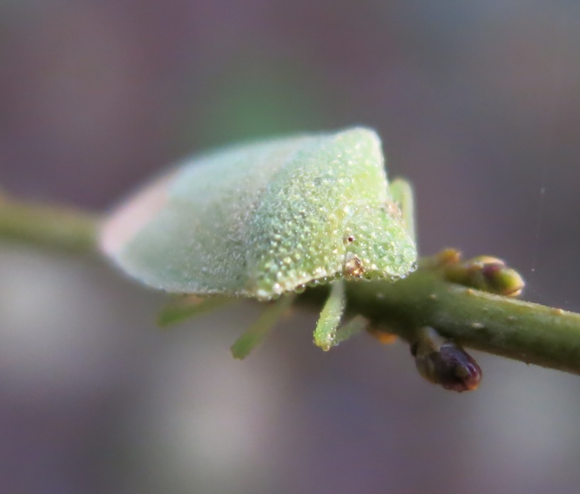 Pentatomidae: Acrosternum heegeri