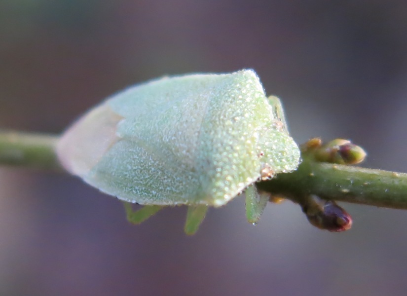 Pentatomidae: Acrosternum heegeri