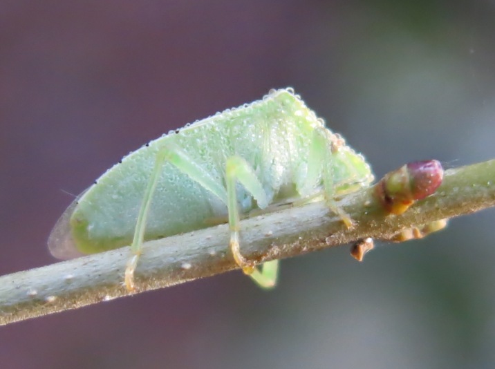 Pentatomidae: Acrosternum heegeri