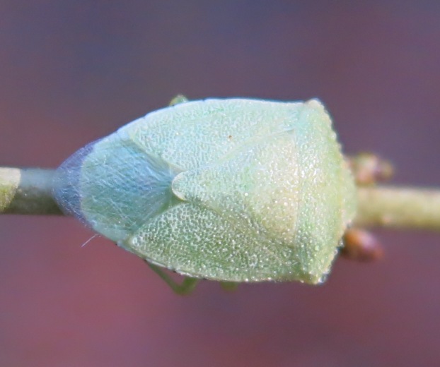 Pentatomidae: Acrosternum heegeri