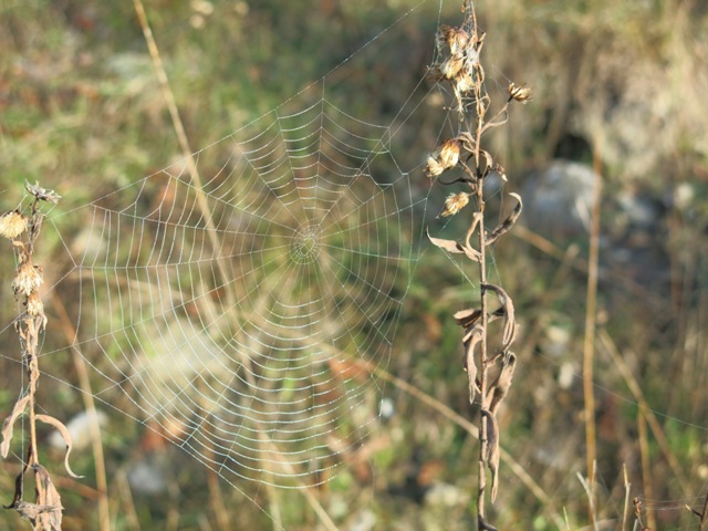 Agalenatea redii e Zilla diodia - Acquapendente (VT)