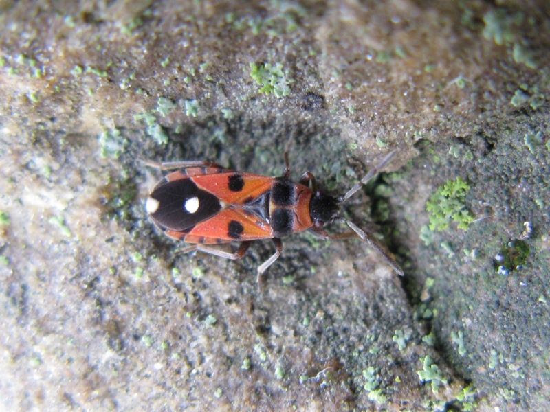 Lygaeidae: Horvathiolus superbus del Lazio (VT)