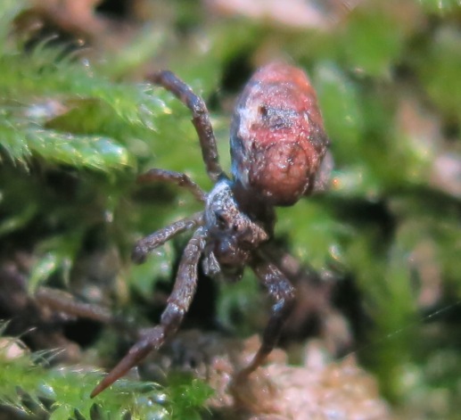 Hyptiotes sp. - Acquapendente (VT)