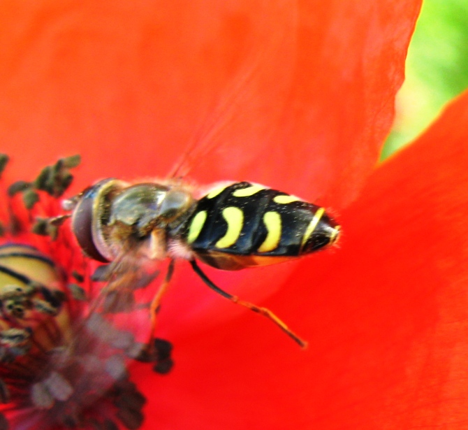 Syrphidae - Scaeva pyrastri ?