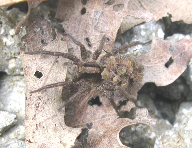 Pardosa lugubris s. l. - Acquapendente (VT)