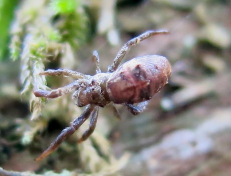 Hyptiotes sp. - Acquapendente (VT)