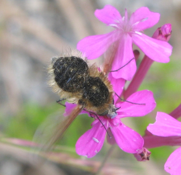 Bombylius sp.