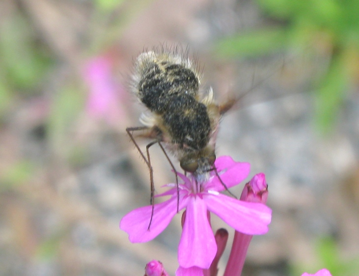 Bombylius sp.