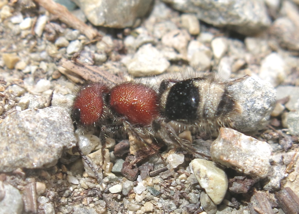 Mutillidae - Mymilla erythrocephala? S.