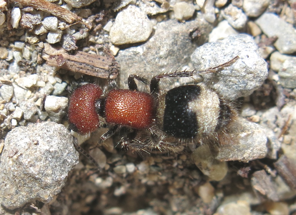 Mutillidae - Mymilla erythrocephala? S.