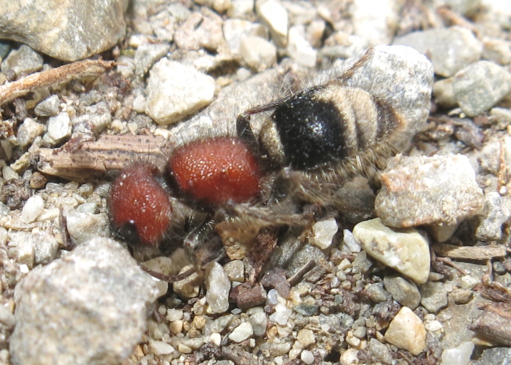 Mutillidae - Mymilla erythrocephala? S.