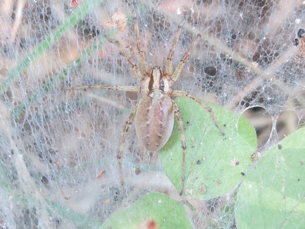 Agelenidae: Agelena labyrinthica -  Acquapendente (VT)